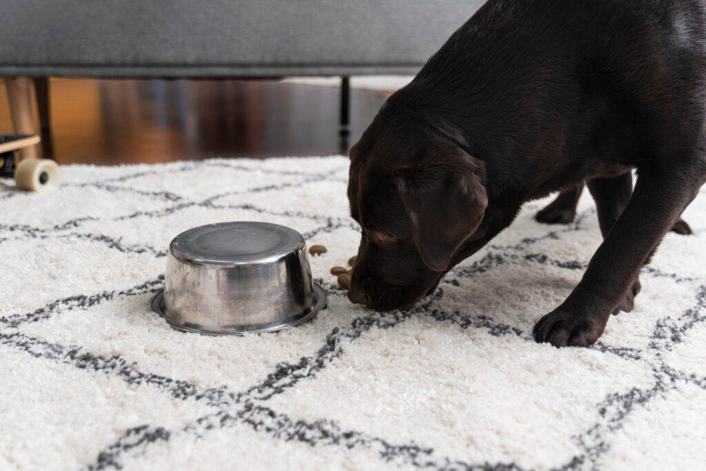 Cum poți alege mâncarea potrivită pentru un câine bătrân?